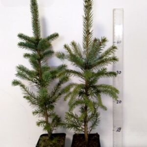 Zdrowa, intensywnie wybarwiona sadzonka Świerka Majestic Blue