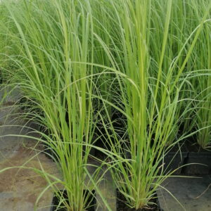 Trawa Pampasowa Biała (Cortaderia selloana White Feather) – przykład sadzonki dostępnej w sklepie