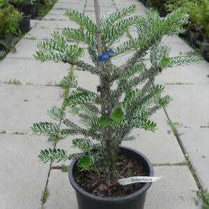 Jodła koreańska Silberlocke Abies koreana w doniczce z innymi iglakami – piękne zestawienie