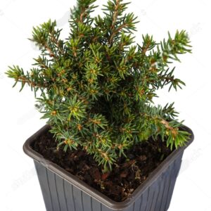 Świerk pospolity PUSH Acrocona sadzonka do sprzedaży