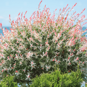 Wierzba Hakuro Nishiki z kulistą koroną po regularnym cięciu