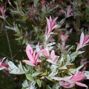 Wierzba japońska Hakuro Nishiki - młode różowe liście