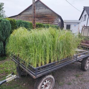 Trawa Pampasowa Biała (Cortaderia selloana White Feather) sadzonki na przyczepie