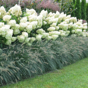 Ogromne, stożkowate kwiatostany Hortensji Bukietowej Polar Bear – zmieniające kolory od kremowo-białego.