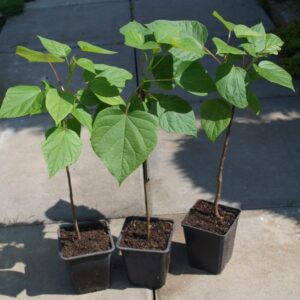 Młode sadzonki Katalpa Surmia Wielokwiatowa (Catalpa) Storczykowiec w doniczce