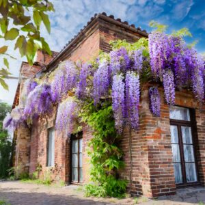 Wisteria 'LAVENDER LACE' jako soliter – kwitnące pnącze przy wejściu do domu.