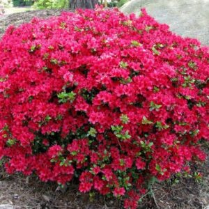 Azalia japońska Rhododendron Maruschka – czerwone kwiaty w pełnym rozkwicie