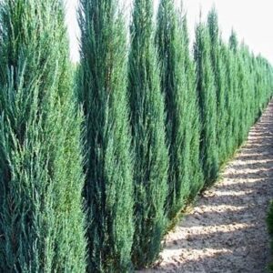 Kolumnowe jałowce BLUE ARROW posadzone w rzędzie w nowoczesnym ogrodzie