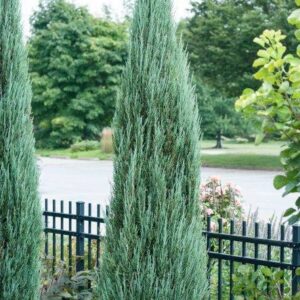 Jałowiec skalny BLUE ARROW w kompozycji z innymi roślinami