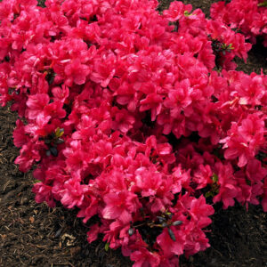 Zimozielone liście Azalii Maruschka z jesiennym bordowym przebarwieniem