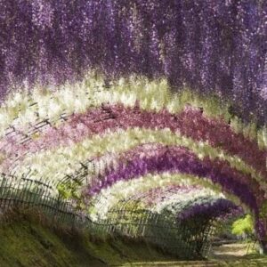 Wisteria chińska 'LAVENDER LACE' – fioletowe kwiaty zwisające z pergoli w ogrodzie.