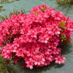 Kwitnąca Azalia japońska Maruschka na rabacie w ogrodzie japońskim