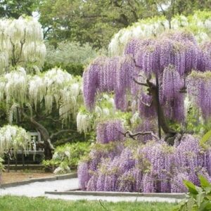 Wisteria 'LAVENDER LACE' w ogrodzie japońskim – elegancki akcent wśród kamieni i innych roślin.