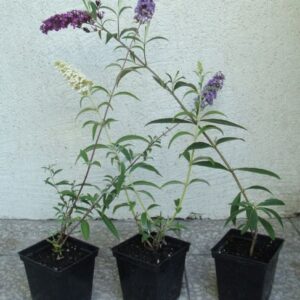 Młode sadzonki Budlei Dawida 'Pink Delight' w doniczce