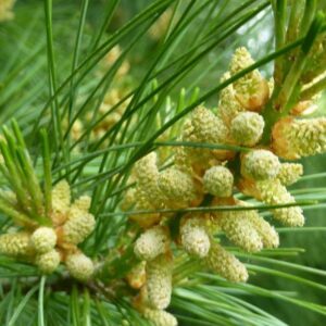 Sosna Armanda (Pinus Armandii) zbliżenie na młode szyszki – naturalne środowisko tej niezwykłej odmiany.