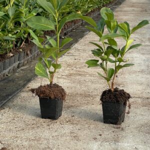 Młode sadzonki Laurowiśni wschodniej NOVITA w doniczce