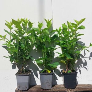 Sadzonki Hortensja 'Vanille Fraise' w doniczkach.