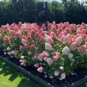 Hortensja 'Vanille Fraise' w kompozycji z różami i trawami ozdobnymi na rabacie ogrodowej.