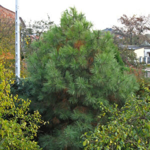 osna wejmutka (Pinus strobus) w kompozycji z innymi roślinami ogrodowymi