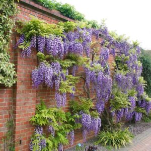 Wisteria 'LAVENDER LACE' prowadzona po ścianie budynku – kwitnąca ściana w ogrodzie.
