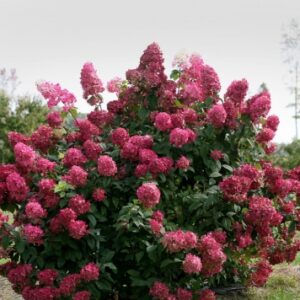 Hortensja 'Wim’s Red' w żyznej, wilgotnej glebie o lekko kwaśnym odczynie.