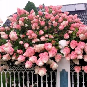 Hortensja 'Vanille Fraise' w naturalistycznym ogrodzie, otoczona innymi roślinami.