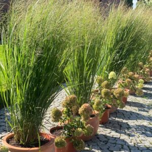 Proso rózgowate Northwind (Panicum virgatum) uprawiane w donicy – idealne na tarasy i balkony.