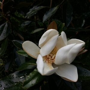 Magnolia 'LITTLE GEM' wykorzystana jako żywopłot – intensywnie zielony akcent w ogrodzie.