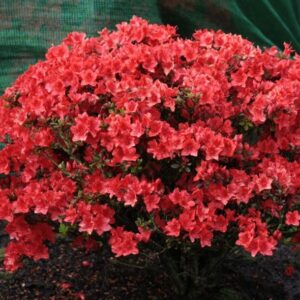 Krzew Azalii japońskiej Maruschka o zwartym pokroju w ogrodzie