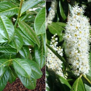 Laurowiśnia wschodnia NOVITA zbliżenie na liście i kwiaty.