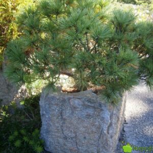 Zbliżenie długich, miękkich igieł Sosny wejmutki (Pinus strobus)