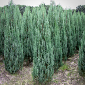 Jałowiec BLUE ARROW na tle błękitnego nieba