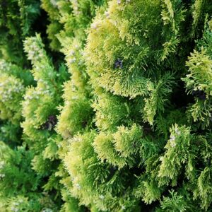 Zbliżenie intensywnie żółtych igieł Cyprysika Lawsona IVONNE Chamaecyparis lawsoniana.