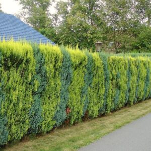 Cyprysik Lawsona 'IVONNE' jako soliter – złocista ozdoba na tle zielonego trawnika.