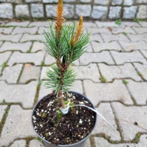 Młoda sadzonka sosny ościstej (Pinus aristata) w donicy, gotowa do posadzenia