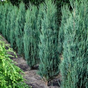 Juniperus scopulorum BLUE ARROW wzdłuż ogrodzenia – naturalna osłona