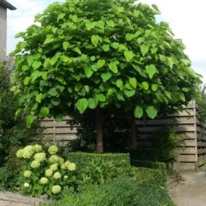 Zbliżenie dużych, sercowatych liści Katalpa Surmia Wielokwiatowa (Catalpa) Storczykowiec