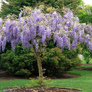 Wisteria 'LAVENDER LACE' przyciągająca pszczoły – fioletowe kwiaty pełne owadów zapylających.