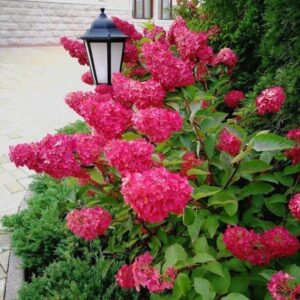 Bliskie ujęcie stożkowatych kwiatostanów Hortensji 'Wim’s Red' zmieniających kolor z białego przez różowy do głębokiej czerwieni.