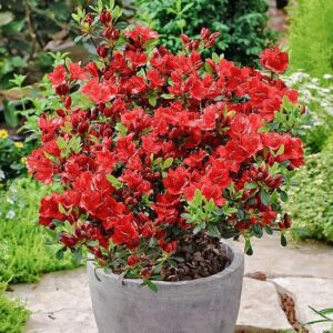 Azalia japońska Rhododendron Maruschka – intensywnie czerwone kwiaty donicy na tle zielonego ogrodu