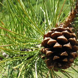 Szyszki sosny żółtej – duże, owalne, dojrzewające do brązowego koloru