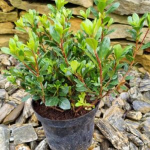 Sadzonka Azalia japońska Maruschka – ozdoba wiosennego ogrodu