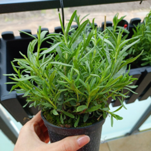 Sadzonka Lawenda Wąskolistna Hidcote Blue Strain w doniczce, gotowa do posadzenia.