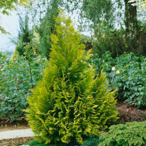 Chamaecyparis lawsoniana na tle rabaty w ogrodzie.