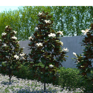 Magnolia 'LITTLE GEM' w ogrodzie japońskim – elegancki akcent wśród kamieni i innych roślin.