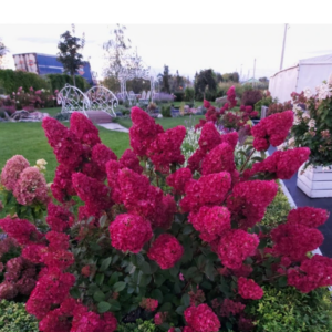 Hortensja Bukietowa 'Wim’s Red' w ogrodzie z intensywnie czerwonymi kwiatostanami, które zmieniają kolor z białego przez różowy do czerwonego.