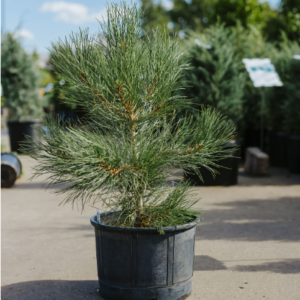 Młoda sosna żółta w doniczce – wolno rosnące drzewko o zwartym pokroju