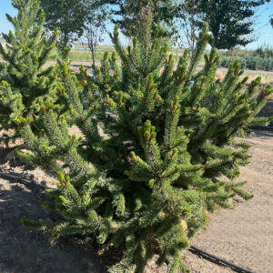 Dorosłe drzewo sosny ościstej o zwartym pokroju w alpinarium