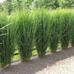 Proso Różowate Northwind (Panicum virgatum) w ogrodzie – puszyste kwiatostany i zielone liście dodające naturalnego uroku.