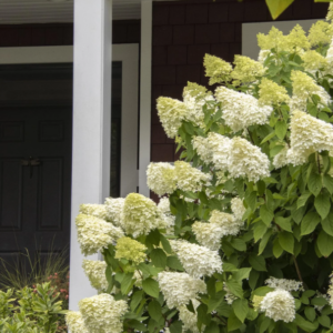 Duże, stożkowate kwiatostany Hortensji Bukietowej Limelight – zmieniające kolory od zielonkawo-białego przez różowy do ciemnoczerwonego.